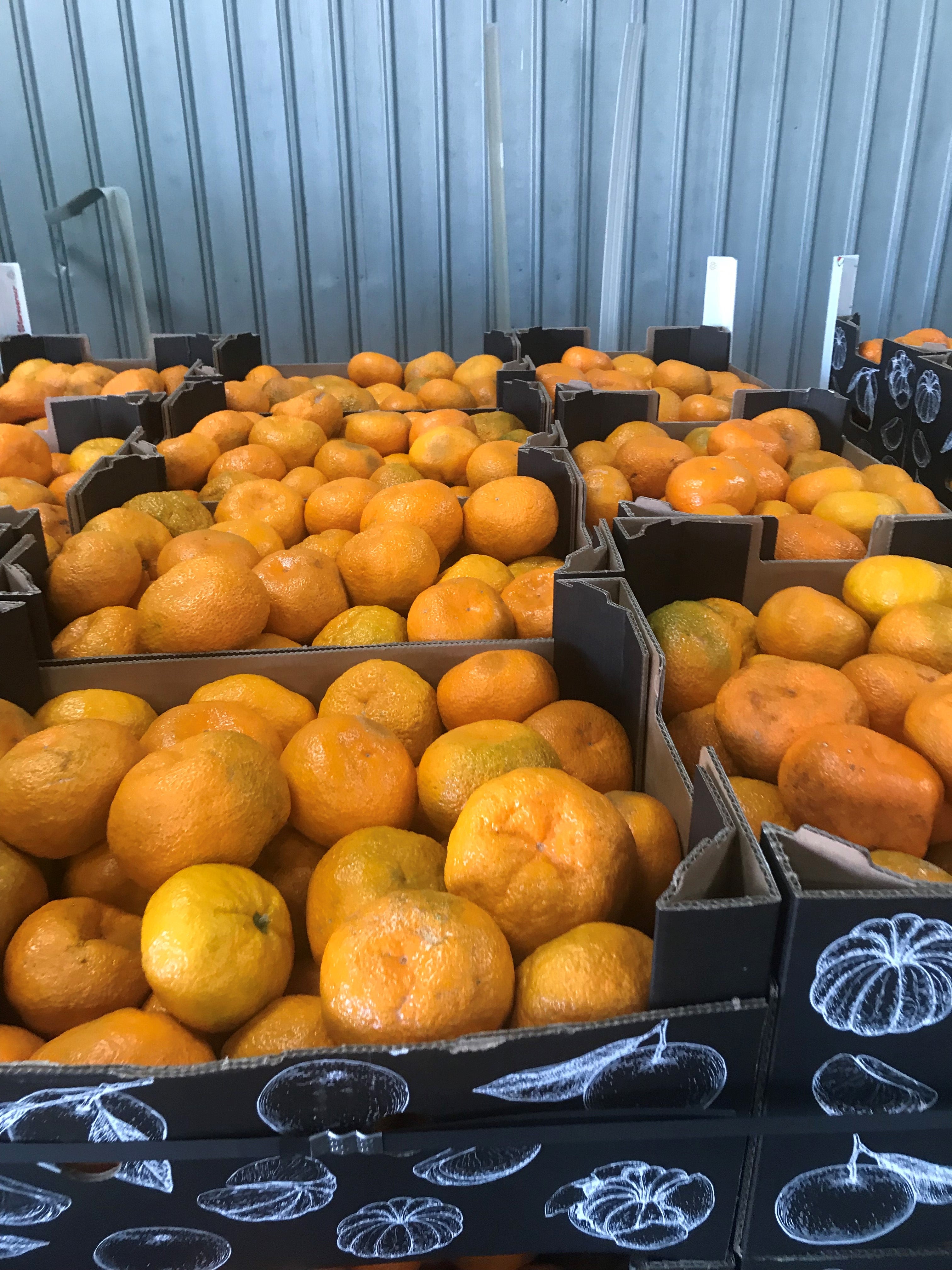 AKCIJA MANDARINA DOMAĆA CJENA 2.80 KN