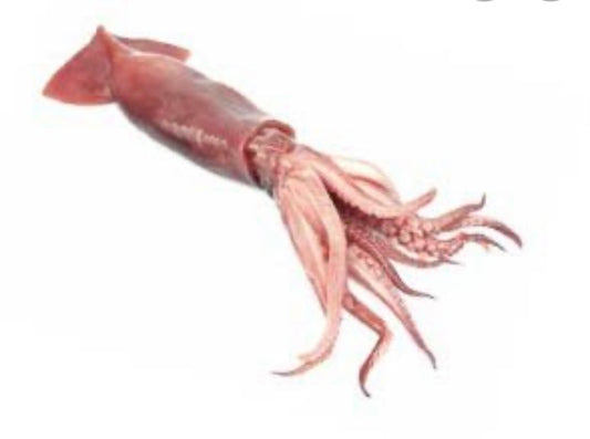 Lignja c4 Patagonica  neočišćena 10-13 pakovanje 10 kg