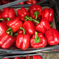 PAPRIKA CRVENA CALIFORNIA NIZOZEMSKA GG 5 KG - Ena fruit d.o.o.
