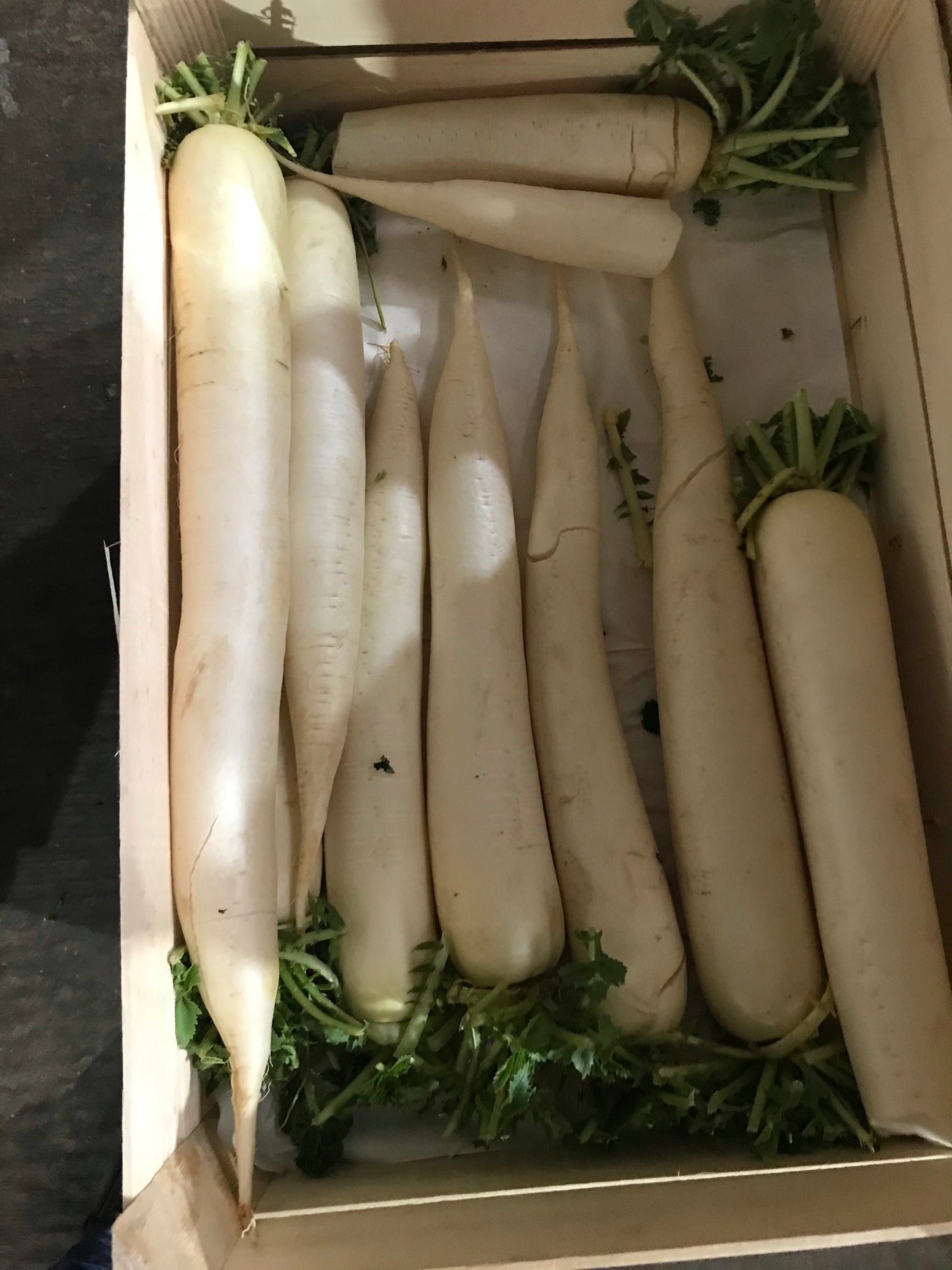 Daikon