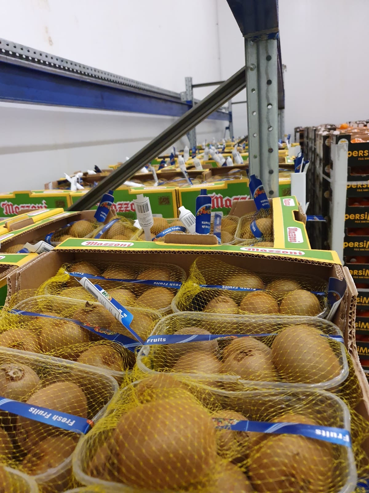 Kiwi -1 kg  calibar 11 pak 1 kg  dostupno 4900 kg - Ena fruit d.o.o.