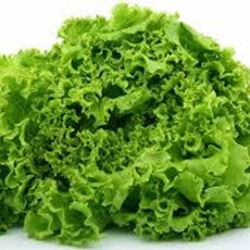 SALATA CRISTAL HRVATSKA 3-5kg , PAK 500*300*115 DRVO - Ena fruit d.o.o.